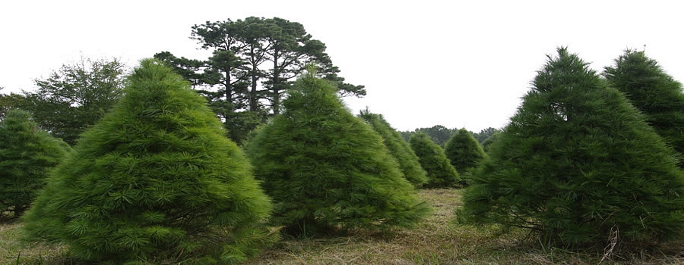 Images from real Christmas tree farms
